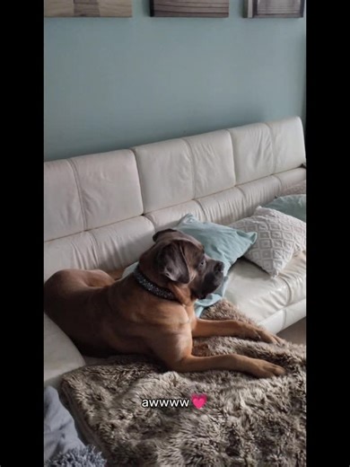 #pourtoiiii#viral#chien#canecorso