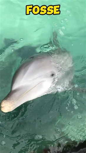 Os golfinhos têm nomes? 😱🐬