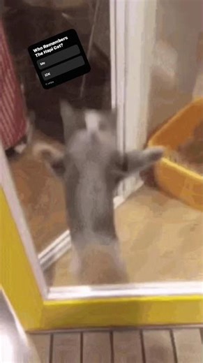 Who Remembers The Hapi Cat??? #cat #funny #meme #fypシ