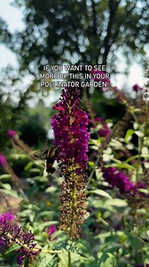 🌿✨ Want more butterflies, bees, and beauty in your garden? Plant a butterfly bush! 🦋💐 This pollinator magnet blooms all summer, drawing in butterflies, hummingbirds, hummingbird moths, and bees like magic. 🐝 Worried about the shrub getting out of control? Try seedless, non-invasive varieties like 'Miss Molly,' Lo & Behold® 'Blue Chip Jr.,' or Lo & Behold® 'Purple Haze' Butterfly Bush!Do you have one of these shrubs in your pollinator garden? #PollinatorGarden #ButterflyBush #GardeningTips #G