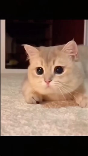 New Cool Tool!🥰 New Viral Gadgets, Smart Kichen Appliances, Tolls, Utensils, HomeCleaning #shorts 2