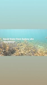#keys #diving #scubadiving #scuba #keyslife #keysdiving #keylargo #rainbowreefdivecenter #rainbowreefidc #rainbowreef #rrdc #squidgame #squids #paditv #padipro #instructorlife | Rainbow Reef Dive Center