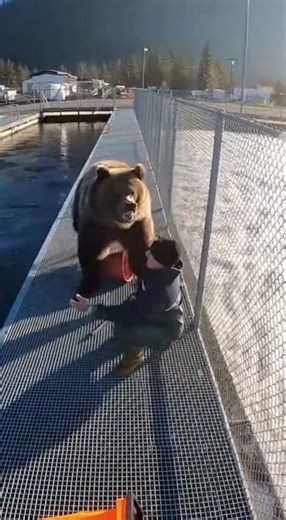 Kodiak Bear traps a hatchery worker on the intake catwalk #kodiakbear