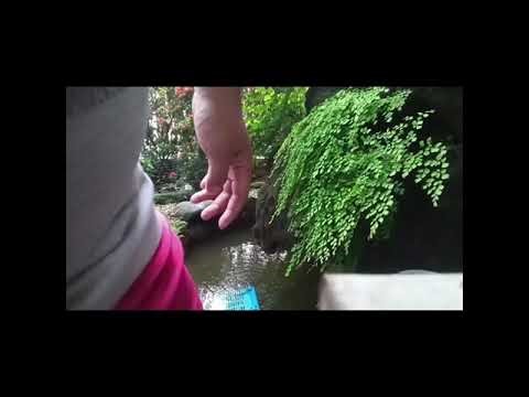 Cleaning the Snapping Turtle's Ponds