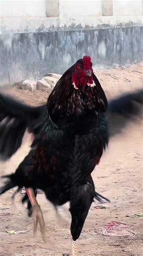 BADSHAH😈#nadirbrand #aseelmianwali