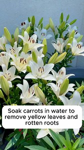 104K views · 1.5K reactions | Four tree care tips #gardening #gardentools #gardeningtools #tool #tools #gardeningmakemehappy #handtools #cooltools #satisfying #gardeners #gardeninspiration #gardening #trees #tree #treesofinstagram #treestreestrees #treestagram #gardeningtips | Gardening Paradise | Facebook