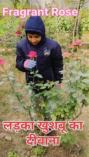 Beautiful Fragrant Rose Flower 🌹 Rose Garden Care ❤️ FarmAmrit #shorts #roseshorts