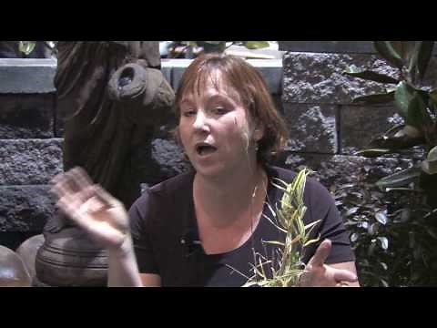 Garden & Plant Care : How to Trim Bamboo Plants