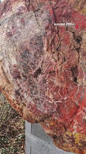 Petrified/Fossilized Wood #geology