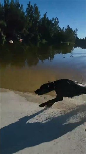 From The Truck to the Water. Doberman Swimming