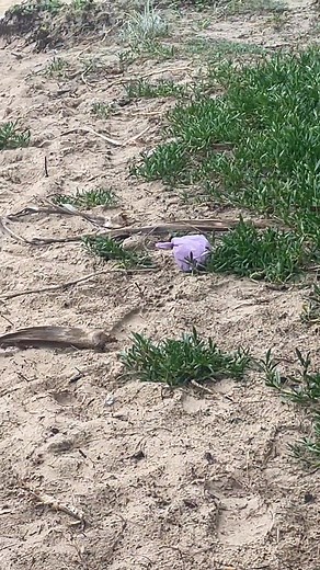 Nothing better than getting to the beach, breathing in nature, the ocean, the beach, but nothing worse than the stunning view & vibe being ruined by someone leaving their dogs poo bag at the entrance. Just walk the 10 metres up the access & put it in the beach bin please like we do! It’s not that hard. Be responsible. Be respectful. It’s not only annoying to see but it is bad for the wildlife & marine life. This behaviour is the fastest way to have dogs banned on beaches so if you see someone do