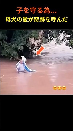 【奇跡の救出】母犬の愛は諦めなかった。洪水から子犬を救い出した、献身の物語。