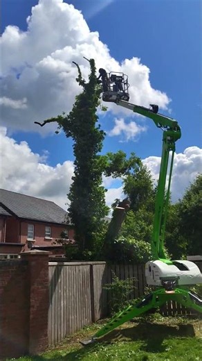 MEWP work, Ash tree removal #treework