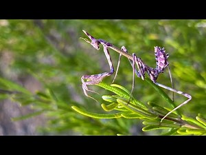 5 Mantis Species, 1 Location