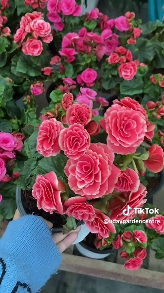 Uday Garden Centre (@udaygardencentre)’s videos with original sound - Uday Garden Centre