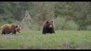 These two brown bears have an awkward "first date" in this video by Tom Rivest 😂🐻❤ "Grizzly bear spring courtship @greatbearlodge. A great display of nonverbal communication, where a much smaller female denies the male a breeding opportunity!" | Help Asheville Bears-HAB