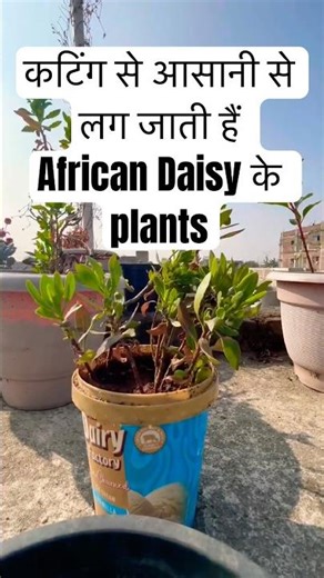 How to grow African Daisy from cutting//Very easy to grow//👍✅🥰#africandaisy#freekeplant #viralsong