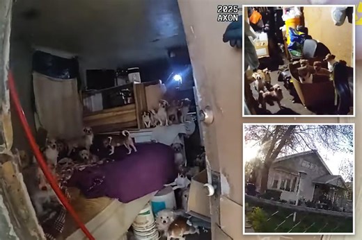 156 dogs, cats rescued from horror home of elderly Utah hoarder — who faces 637 charges of animal abuse