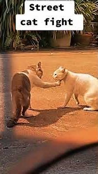 When Cute Cats Turn Into Fighters 😂🐱