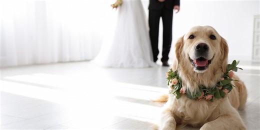 Bride shocked as friend demands dog be invited to wedding as he’s ‘family’