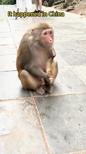 368K views · 6.2K reactions | SHOCKING MONKEY ABUSE? Mom’s AGGRESSIVE BABY PULL! #animals #rescue #monkey #sad #lovestory #foryoupage | Animals Behavior | Facebook