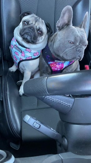 When some1 looks in ur car window.... #dontbesuspicous 😂😂