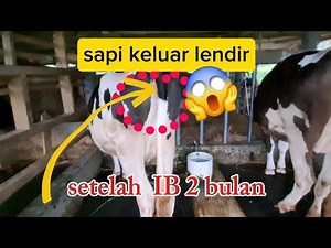 Causes of mucus coming out of cows after 2 months of being in heat or being mated