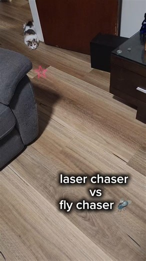 who done it better ? fly chaser or laser chaser #catshorts #playtime #catlife