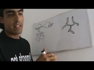 Reproducción de los hongos, cultivo de hongos.