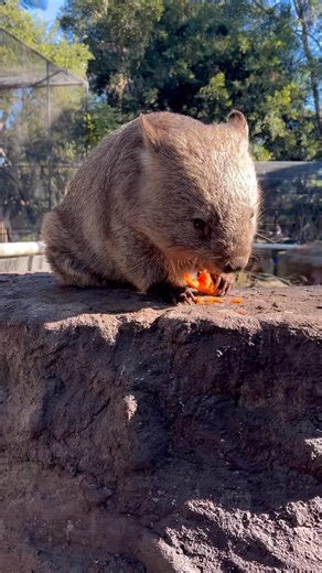 52K views · 6.9K reactions | Munch mode: activated! 凌  Winnie the...