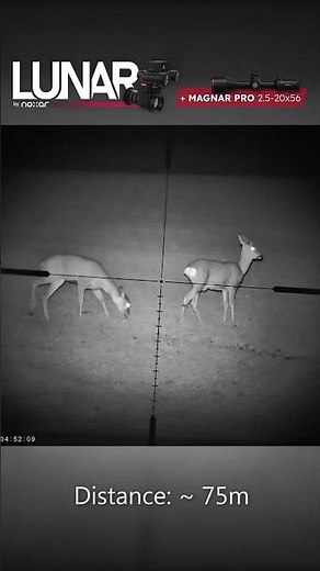 Two Roe Deer at 75m | Noxar Lunar 1.0 + Magnar PRO 2.5-20x56 (Night Vision Setup)
