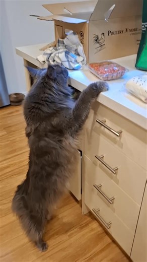 Let me just check what's there 😆 #food #mainecoon #ragnar #catsoftiktok #cats #funnycat #clever #handsome #mainecoon#mainecooncat | Ragnar the Maine Coon