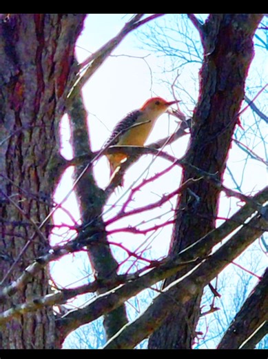 Mickey Mouse Club Humor: Fun Moments with Birds