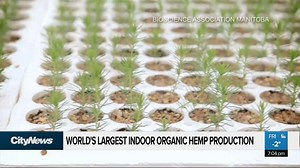 Manitoba is set to house the world's largest indoor organic hemp CBD production facility. | CityNews Winnipeg