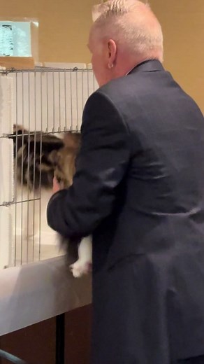 Maine Coon Kitten Characteristics and Features