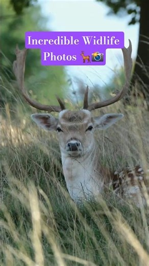 Wildlife Photography on the Fujifilm X-T30 II 📸🦌