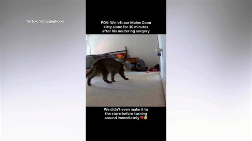 Maine coon cat crying with cone