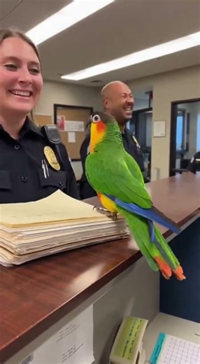 Parrot rejects her—calls her outdated firmware 😂🦜🔥”#FunnyShorts #ParrotRoast #ComedyShorts