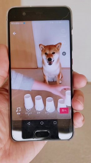 #tutorial 昨日の動画が逆再生だったの気づいた？😁 #柴犬 #チュートリアル #dog #foryou