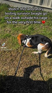 This sweet boy, Barry, is one of the 200 dogs and cats we liberated last month when we shut down a HUGE, 30-acre animal testing laboratory that we are now turning into an adoption/rehabilitation center. ✊🐶 This little boy had NEVER been on a walk before, and had never left the confines of his small cage. Our staff decided to try Barry on a leash to see how he would do— and he was completely terrified. 💔 THIS is what a life of animal testing does to an innocent beagle. In 2024, there is NO excu