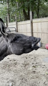 Boys loved the ice!!! www.peaceforallanimalsrescue.org | Down to Earth Animal Rescue and Sanctuary