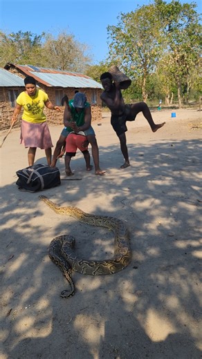 4.2K views · 28 reactions | Will you catch the thief or run from the snake? | SnakeWorld TV | Facebook