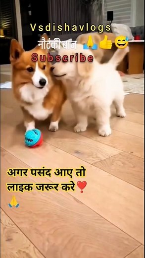 Cute Puppy Playing with Ball 🐶 | Funny Puppy Shorts | #puppy #doglover