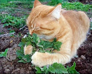 Bulk Catnip Seeds, Heirloom, Nepeta Cataria NE011C - Etsy