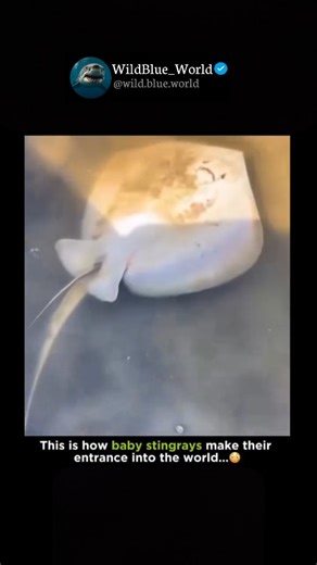 WildBlue_World on Instagram: "Baby stingrays, charmingly known as pups, are some of the most independent newborns in the ocean. Unlike most fish that lay eggs in the water, stingrays are ovoviviparous, meaning the mother carries the eggs inside her body until they hatch, eventually giving birth to live young. During their development, the embryos are nourished by a yolk sac and later by a specialized nutrient-rich fluid often called "uterine milk." #reelsviral #trendingreels #unexplored #explore