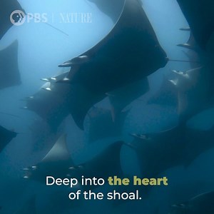 3.5K views · 2.4K reactions | “Vortex feeding” is a technique used by mobula rays, and it's a sight to behold! | Nature | PBS | Facebook