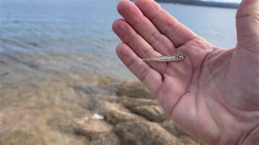 Check out Folsom’s lake level after the most recent rainstorms…and why you should your eyes peeled along the shoreline | Get The Net Fishing Guide Service