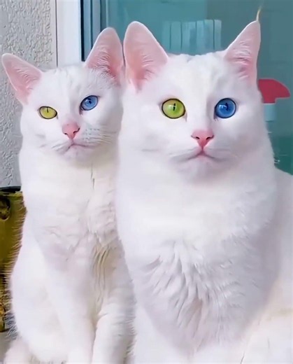 Cats In Synchronization 💀