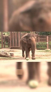 5.9K views · 22 reactions | An elephant at the Honolulu Zoo has made her Super Bowl LIX prediction — find out which team she chose. | WGAL News Channel 8 Susquehanna Valley, Pa. | Facebook