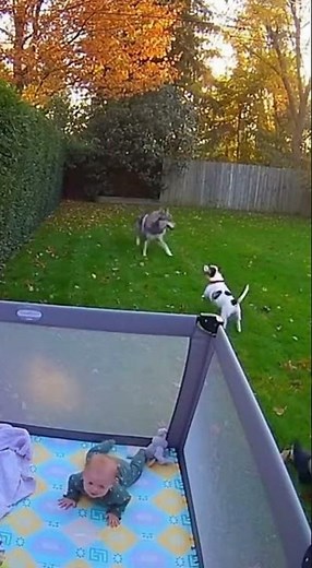 Tiny Terrier Saves Baby From Wild Wolf